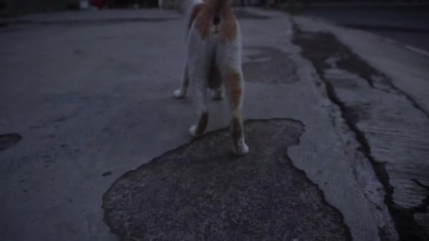 Zwerfkat Het Slapen Lopen Straat Stadsdieren Videos — Stockvideo