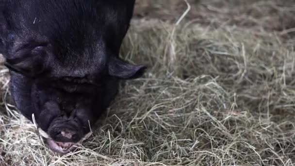 Close Shot Black Pig Eating Stack Hay — Vídeos de Stock
