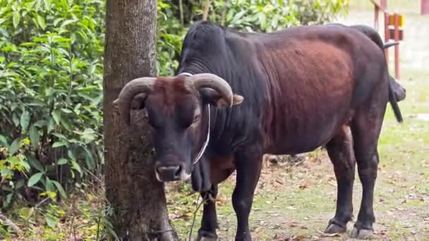 一只站着的棕色奶牛从树干向摄像机走了几步的固定镜头 这种牛通常被称为水牛或褐牛 他们总是很好奇 — 图库视频影像