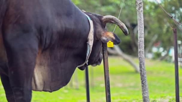 Uma Filmagem Estacionária Focada Rosto Uma Vaca Marrom Enquanto Esfrega — Vídeo de Stock