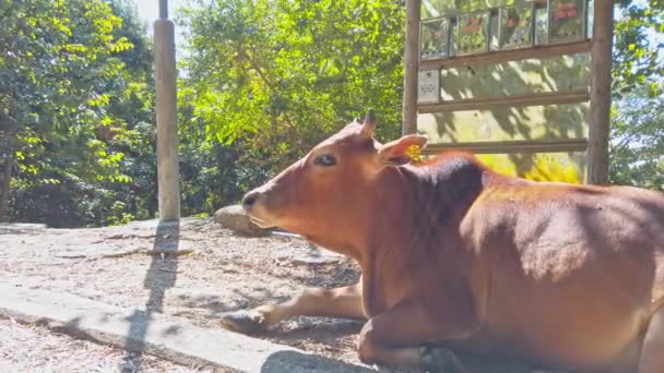 Stationary Footage Brown Cow Lying Resting Direct Sunlight While Observing — Wideo stockowe