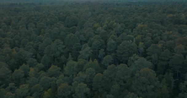 Floresta Árvores Drone Pôr Sol — Vídeo de Stock