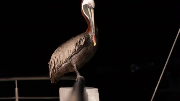 Lone Brown Pelican Sedí Zábradlí Venku Noci Santa Cruz Galapágách — Stock video
