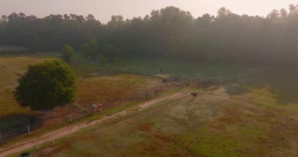 Horses Grazing Farm Sunrise Drone — Wideo stockowe