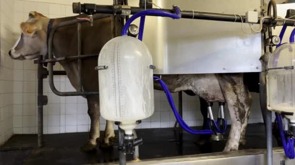 Cows Connected Blue Pipelines Mechanical Electric Milking Machine Dairy Equipment — Stockvideo