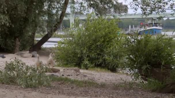 Дикі Птахи Гусають Біля Річки Кельні Північний Рейн Вестфалія Німеччина — стокове відео