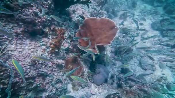 Group Small Blue Yellow Fish Swimming Coral Reef Koh Lipe — Vídeos de Stock