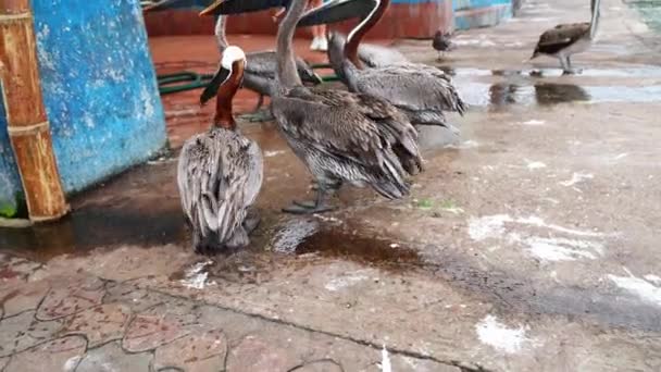 Group Brown Pelicans Fighting Get Food Fisherman Santa Cruz Island — Vídeo de stock