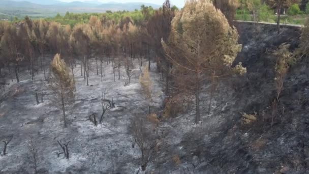 Sorglig Och Deprimerande Utsikt Över Tallskog Dagen Efter Stor Brand — Stockvideo