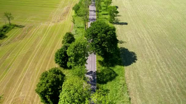 Flygdrönare Toppen Ner Skott Landsbygden Väg Omgiven Gröna Träd Mellan — Stockvideo