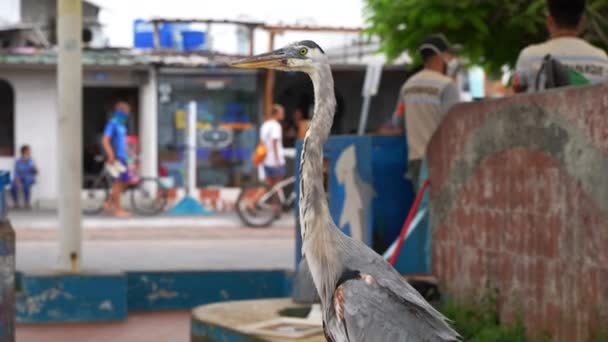 Lone Great Blue Heron Standing Perched Santa Cruz Island Tourists — Stockvideo