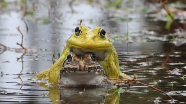 Frog Matting Pond Area — Vídeo de stock