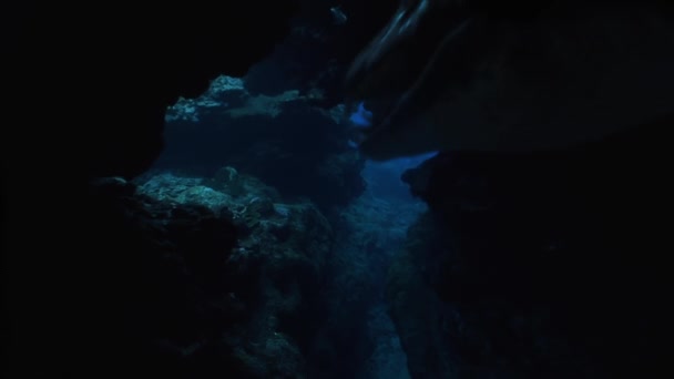 Plesiosaur Herd Swims Formation Underwater Caves — Stock Video