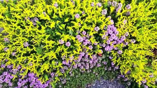 Panning Camera Movement Ground Cover Plants Back Yard — Stock Video