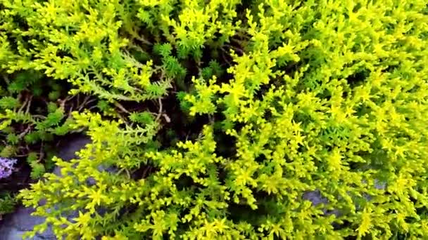 Pozemní Krycí Rostliny Šťavnatého Koberce Odolného Sedum Zahradě Dvorku Pohybem — Stock video