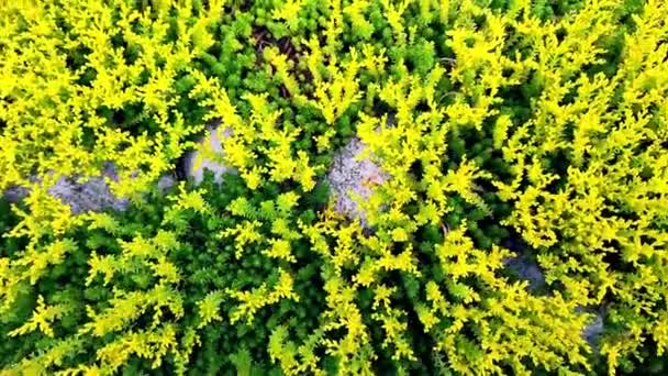Κίτρινα Και Μοβ Λουλούδια Στο Έδαφος Καλύπτουν Φυτά Στον Κήπο — Αρχείο Βίντεο