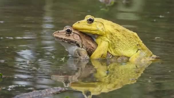 Frogs Matting Water Yellow — ストック動画