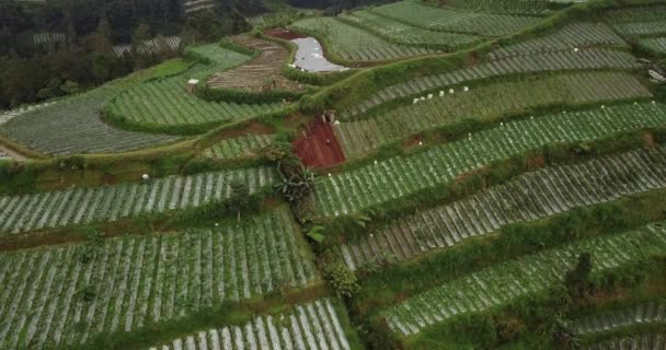 Drone Shot Farmer Working Terraced Vegetable Plantation Slope Mountain Located — Stock Video