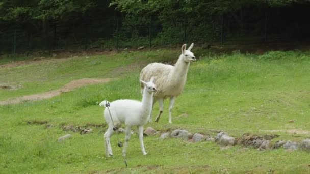 Adult Female Baby Llamas Lama Glama Gdask Zoo Poland Slow — стокове відео