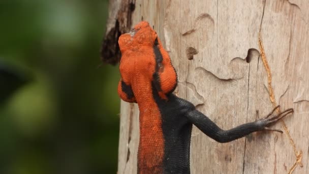 Jaszczurka Drzewie Czekając Jedzenie — Wideo stockowe