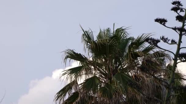 View Palm Trees Tropical Shore Rada Beach Estepona Spain Low — Vídeos de Stock