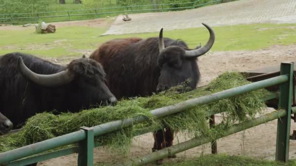 Asiatic Water Buffalo Feeds Grass Daytime Zoo Gdansk Poland Close — стоковое видео