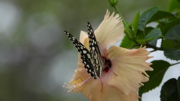 Beautiful Butterflies Flower — Vídeo de stock