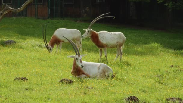 Three Scimitar Horned Oryx Relaxing Bright Green Meadows Gdask Zoo — Vídeos de Stock