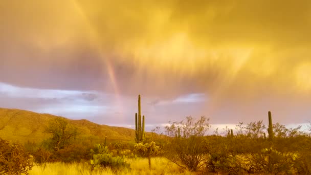 Beautiful Rainbow Arizona Desert Saguaro Cactus Storm Clouds Sunset — Stock Video