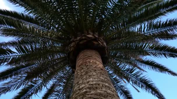Глядя Вверх Пышную Листву Тропической Пальмы Голубом Небе Низкий Англ — стоковое видео