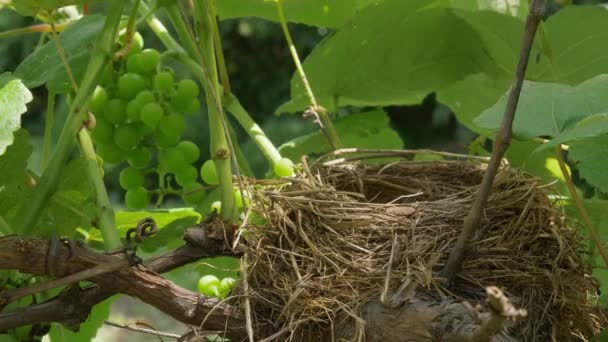 Empty Bird Nest Fence Next Grape Vine Sunny Summer Day — Stockvideo