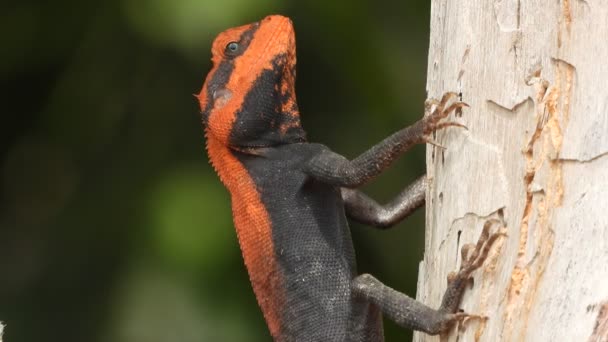 Lizard Tree Searching Food — Stockvideo