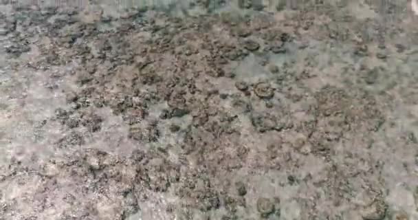 Неймовірно Вид Зверху Кораловий Риф Мілководді Кришталево Блакитною Водою Показує — стокове відео