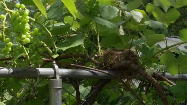 Push Empty Bird Nest Fence Next Grape Vine Sunny Summer — Video Stock