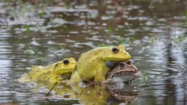 Ranas Arborícolas Tratando Aparearse — Vídeo de stock