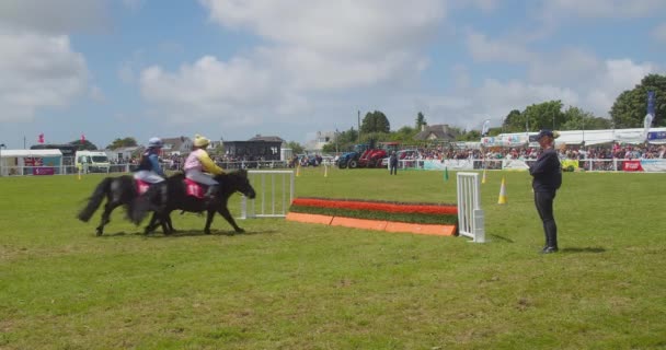 Shetland Pony Ανταγωνιστές Τερματισμός Αγώνα Άλμα Στο Τελευταίο Εμπόδιο Για — Αρχείο Βίντεο