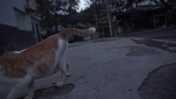 オレンジ野良猫が通りを歩いている 都市部の動物 4Kビデオ — ストック動画