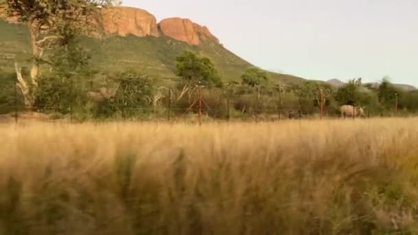 Safari Sight Nyala Jumping Two White Rhinos Standing South African — Vídeos de Stock