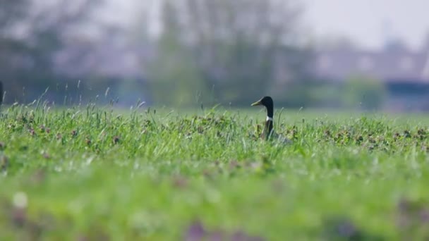 Cinematic View Duck Head Sticking Out Meadow Fly Away — Stockvideo