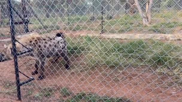 Krásná Skvrnitá Hyena Procházející Uzavřeném Prostoru Jižní Africe Divoká Zvěř — Stock video