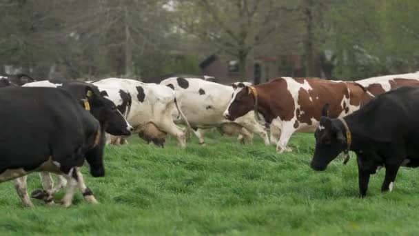 Vacas Felizes Apreciam Prado Primavera Pela Primeira Vez Visão Câmera — Vídeo de Stock