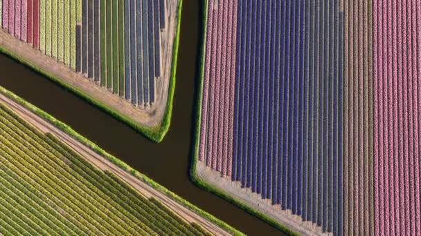 Воздушный Дрон Сфотографировал Разноцветный Тюльпан Нидерландах — стоковое видео