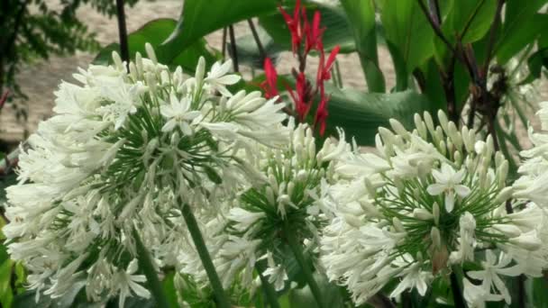 Квіти Білої Цибулини Часнику Посередині Червона Лілія — стокове відео