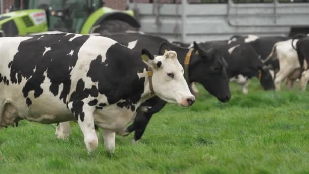 Família Feliz Vacas Correndo Prado Verde Conceito Alegria Felicidade — Vídeo de Stock