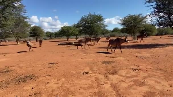 Herd Roan Antelopes African Game Reserve Dolly Shot Vehicle — Stockvideo