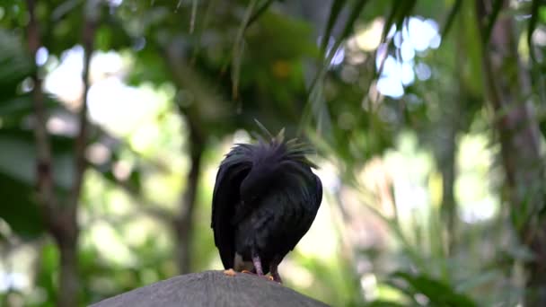 Yeşil Ormana Karşı Zarif Siyah Kuş — Stok video