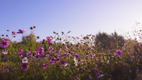 Cosmos Bloem Bloeien Tuin Met Zonneschijn Panning Shot — Stockvideo