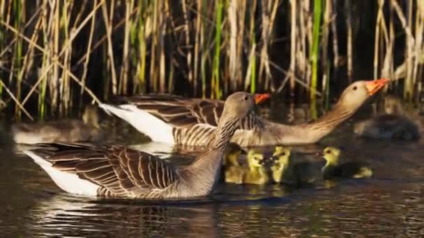 Geese Πολλές Γκόμενες Που Κολυμπούν Στον Ποταμό Close — Αρχείο Βίντεο