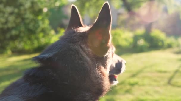 German Shepherd Guarding Garden Evening Light Head Close — Vídeo de Stock