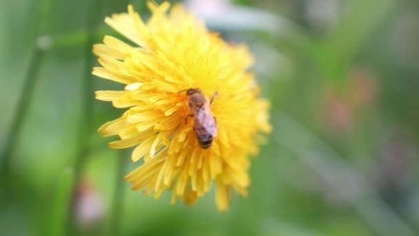 Close Bee Yellow Dandelion Flower Sucking Nectar — 비디오